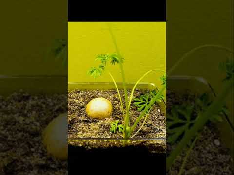 Growing A Carrot Seed In 69 Second Time Lapse Video 2022
