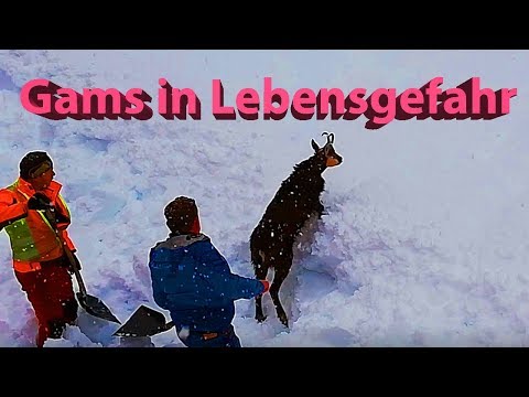 HELDEN  - Tierretter graben im Schnee verschüttete Gams aus.