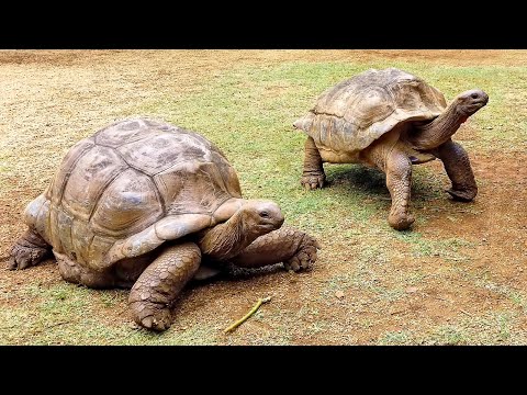 Mauritius - Insel im Indischen Ozean