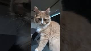 ダル絡みされて怒る猫 #猫 #可愛い猫