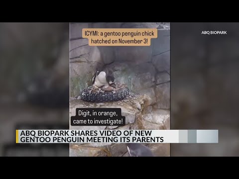 ABQ BioPark shares video of new Gentoo penguin meeting its parents - YouTube