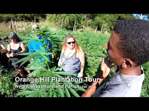 Orange Hill Ganja Plantation, Negril Jamaica