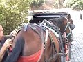 Horse Carriage Ride Through Rome Italy