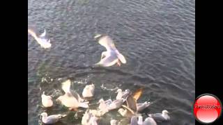 Seabirds Music Video