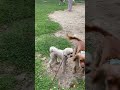 Poodles at the dog run #cutedogsplaying  #cutedogs  #poodles #viral  #shorts