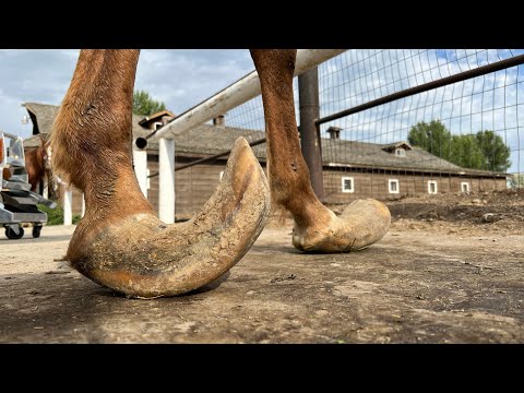 , title : 'LONG HOOVES on ARABIAN STUD Horse Restoration'