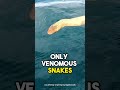 Sea Snakes|The Venomous Beauties of the Ocean 🐍🌊|#seasnakes |#facts |@NaturesNotebook2