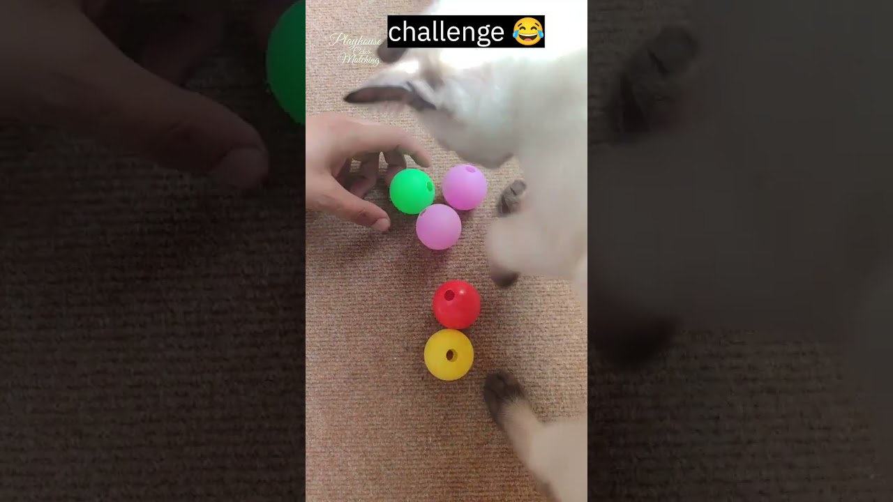 Color challenge asmr #asmr #satisfying #relaxing #playhouse