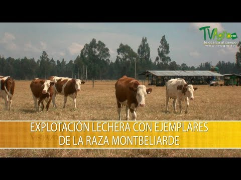 , title : 'Explotacion Lechera con Ejemplares de la Raza Montbeliarde- TvAgro por Juan Gonzalo Angel Restrepo'