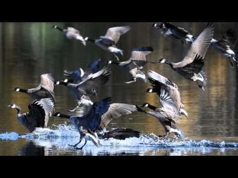 Andre' Rieu (Around the World) Medley - La Vie En Rose