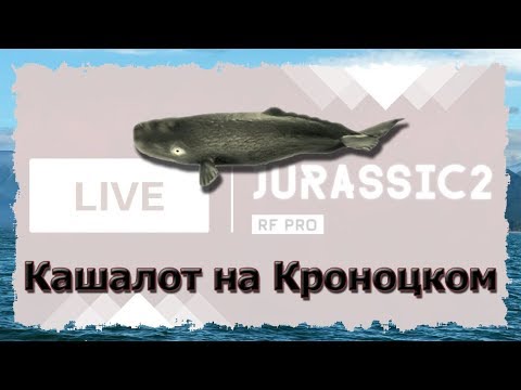 Русская Рыбалка 3.99 Кашалот на Кроноцком. Дневной стрим