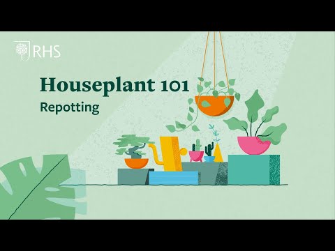 How to repot houseplants | Houseplant 101 | The RHS