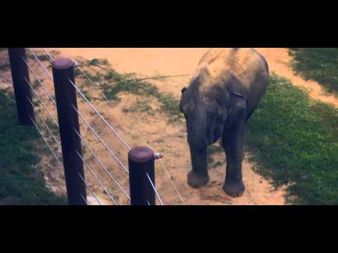 Malik Ferraud - Around The World Official Music Video