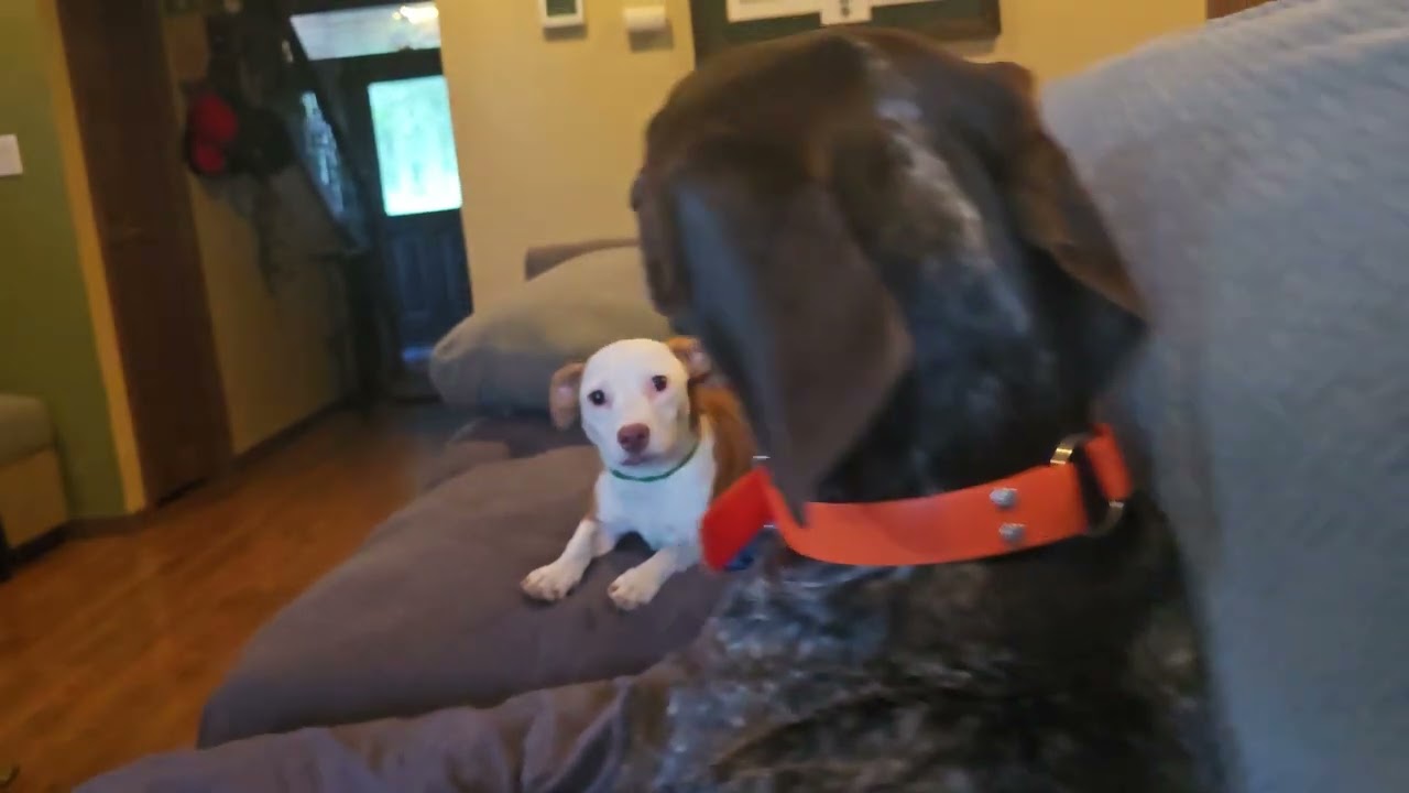Enlarge major, a Adoptable mixed breed in Olympia, WA video 3/4