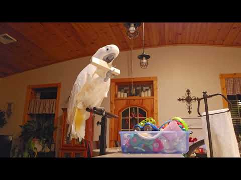 Monday Morning Cockatoo Conversation 