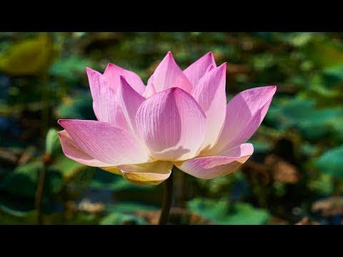 Beautiful Instrumental Hymns with Asian Instruments