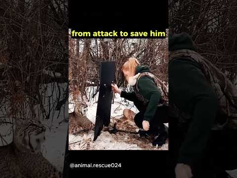 Incredible Animal Rescue: This Woman Saved a Trapped Bobcat! 🐾 #AnimalRescue