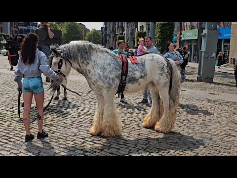 Smithfield Horse Fair, Dublin [May Edition]