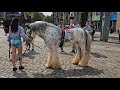 Smithfield Horse Fair Dublin May Edition