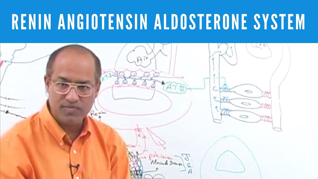 Renin Angiotensin Aldosterone System