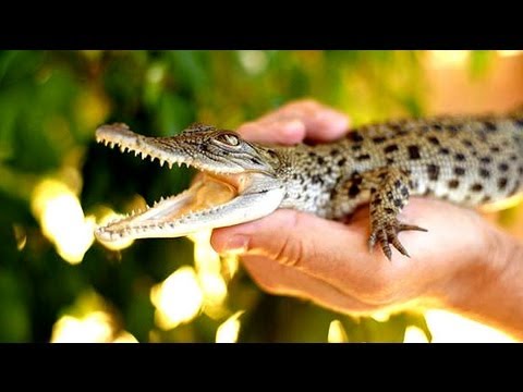 VIDEO! Primul cadou al micului print: un... crocodil
