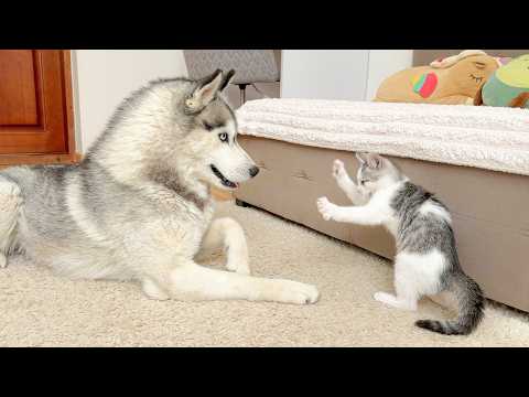 YouTube 썸네일