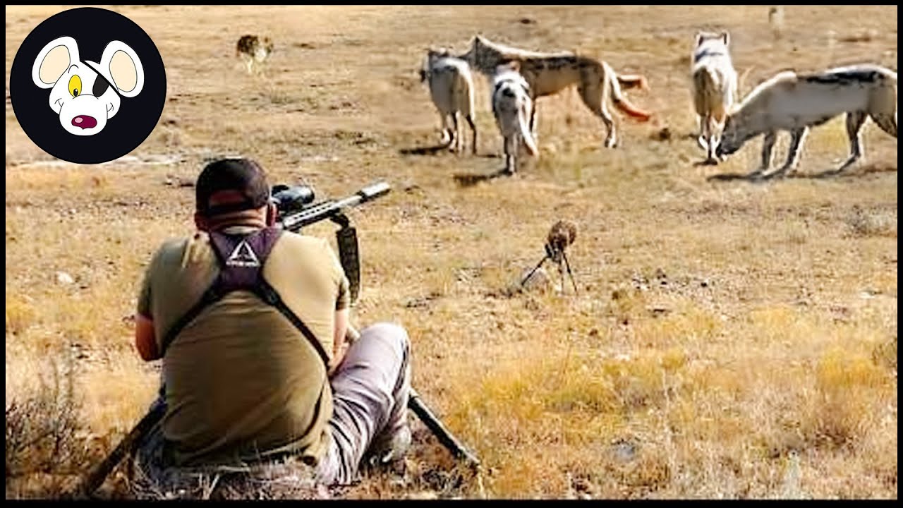 How Farmers and Hunters Deal with Millions of Wolves and Invasive Species During Christmas