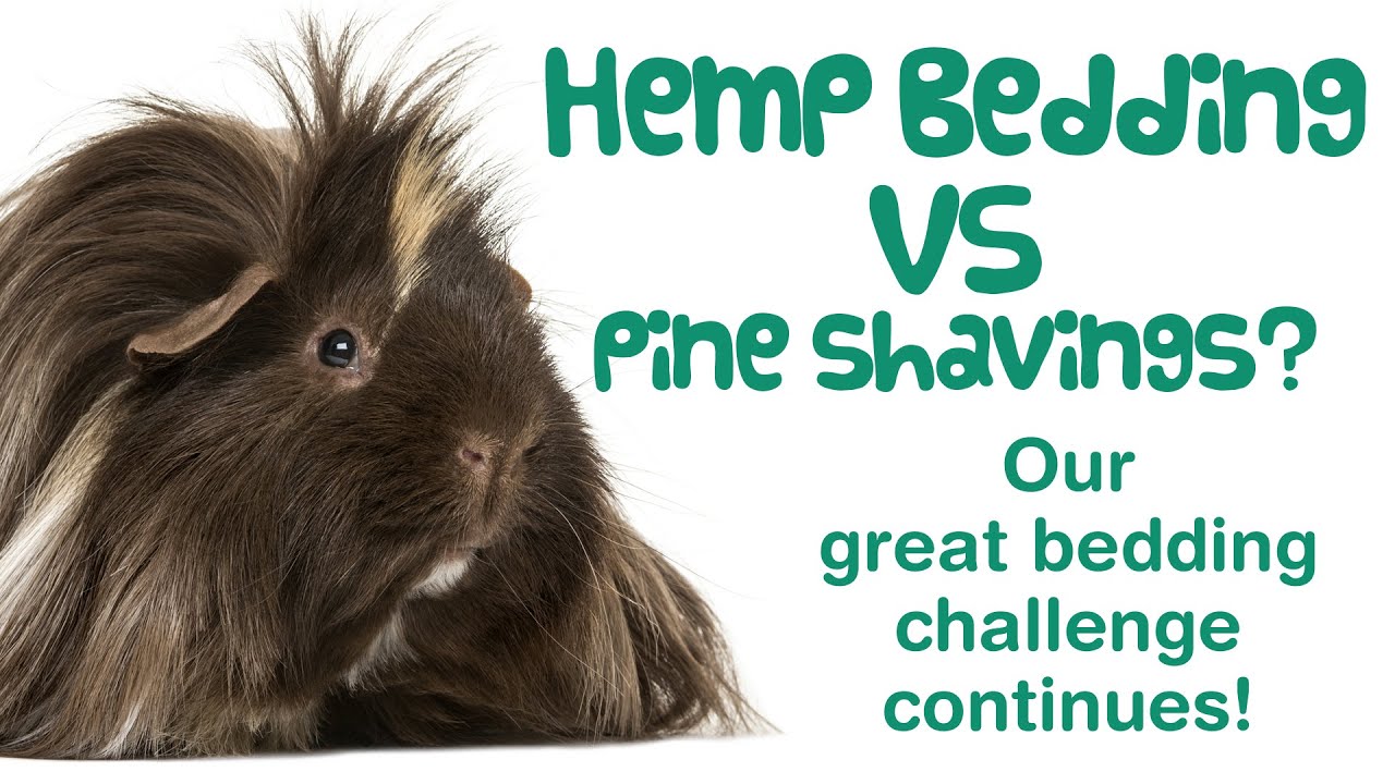 HEMP BEDDING vs Pine Bedding for GUINEA PIGS | AUBIOSE | Good Bedding Alternatives & Options