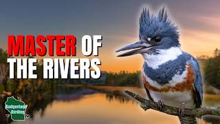 5 Things You Didn't Know About Kingfishers!
