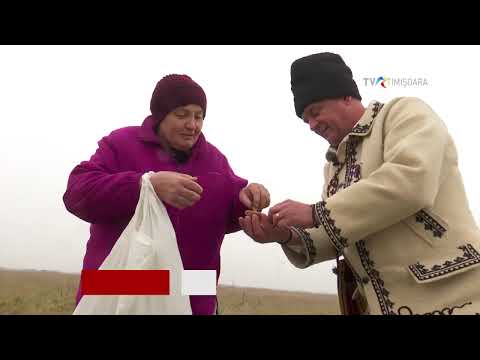 Lia Belmustață din Beregsău Mare gătește ciuperci de iarnă cu picior vânăt   #SareaInBucate @TVRTM