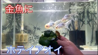 《金魚》金魚水槽にホテイアオイを浮かべてみた！