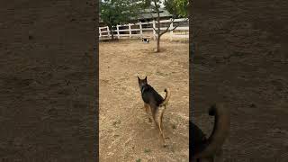 Video preview image #1 Rat Terrier-Unknown Mix Puppy For Sale in Corona, CA, USA