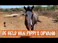 Wat doen wij met 2 karren poep? | DierenpraatTV
