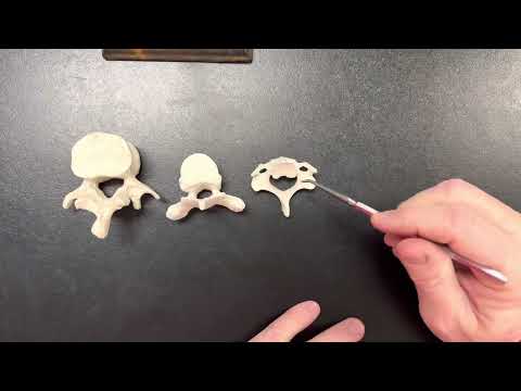 Cervical, lumbar and thoracic vertebrae