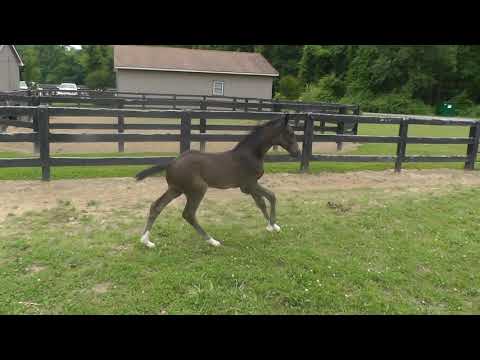 2019 Sir Donnerhall I 3 and 4 weeks