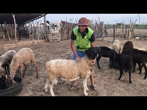 OLHA AS BORREGAS E OS BORREGOS BERGANESES À VENDA EM SOLEDADE NA PARAÍBA