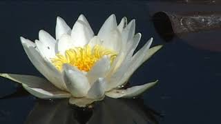 TERMÉSZETVÉDELMI KÖRKÉP 