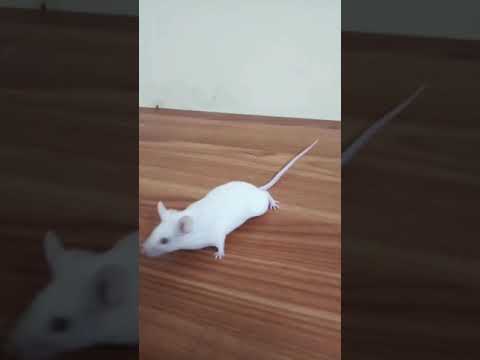Mice To Admire!