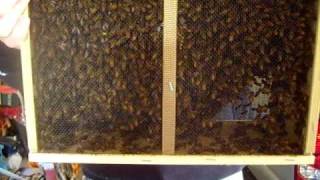 preview picture of video 'My 3lb Package Bees ~ Midwestbeekeeping.com'