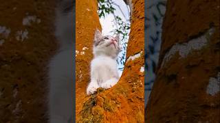 Happy Time..❤️😹 #shortsfeed #kitten #cute #cutecat #ytshorts #shortsyoutube