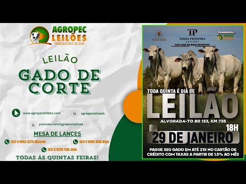 agropecleiloes.com LEILÃO GADO DE CORTE | TERRA PRÓSPERA LEILÕES-ALVORADA-TO 29/01/2026