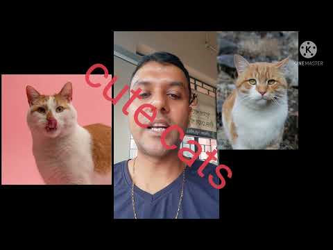 Cute Cats Funny Videos 2021 | Cat's Funny Reaction | Cat's Funny Moments | Suman Tutorial |