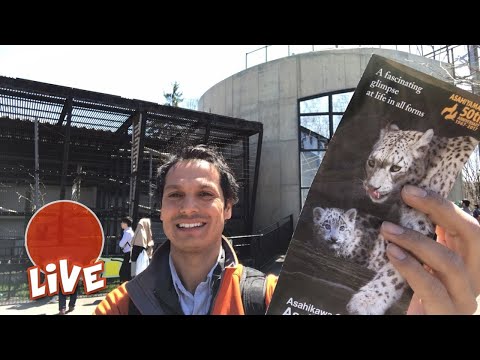 Asahiyama Zoo is Wild ☆ LIVE #19
