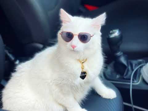 Gata branca perfeita peluda de olhos azuis será angorá ou albina