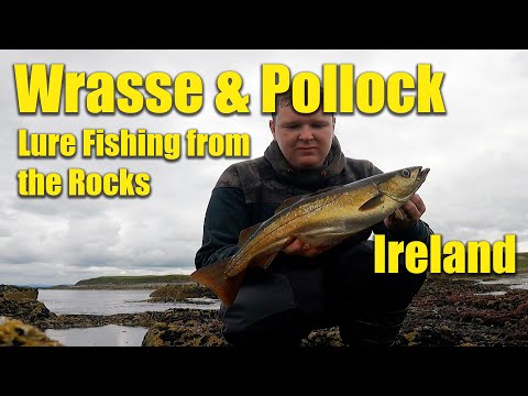 Using Zman Lures for Wrasse & Pollock Ireland - Very Impressed