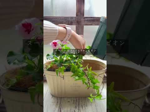 庭や屋内でゼラニウムと組み合わせる植物はどれですか？どういう基準で？  庭園