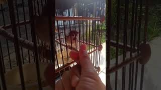 Download lagu Gereja Tarung Masteran Mewah ❤️ mp3 Download lagu Gereja Tarung Masteran Mewah ❤️ mp3