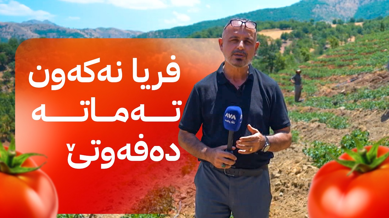 ڤیدیۆ | بە ڕزگار بڵێ؛ نەخۆشییەک زیان بە بەرهەمی جووتیارانی سیدەکان دەگەیەنێ