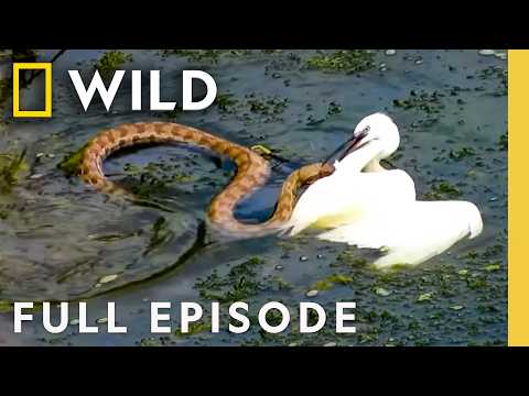 Winner Takes All (Full Episode) | Animal Fight Night | Nat Geo Animals