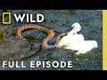 Winner Takes All Full Episode Animal Fight Night Nat Geo Animals